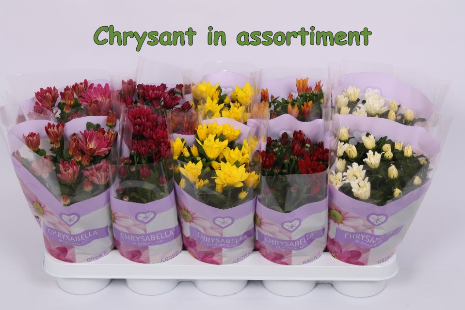 chrysant mix