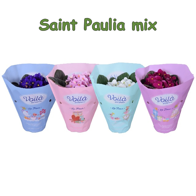 04 saint paulia mix