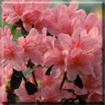 azalea japonica